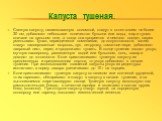 Капуста тушеная. Свежую капусту, нашинкованную соломкой, кладут в котел слоем не более 30 см, добавляют небольшое количество бульона или воды, жир и тушат вначале на сильном огне, а когда она прогреется и немного осядет, нагрев уменьшают. Тушат, периодически помешивая, до полуготовности, затем кладу