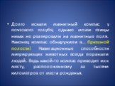 Долго искали магнитный компас у почтового голубя, однако мозги птицы никак не реагировали на магнитные поля. Наконец компас обнаружили в... брюшной полости! Навигационные способности мигрирующих животных всегда поражали людей. Ведь какой-то компас приводит их к месту, расположенному за тысячи киломе