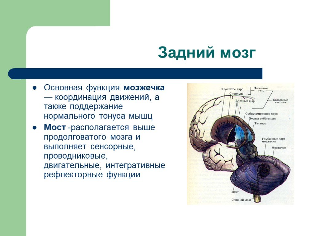 Особенности заднего мозга. Задний мозг отделы и функции. Строение заднего мозга кратко. Задний мозг строение и функции. Задний мозг строение и функции кратко.