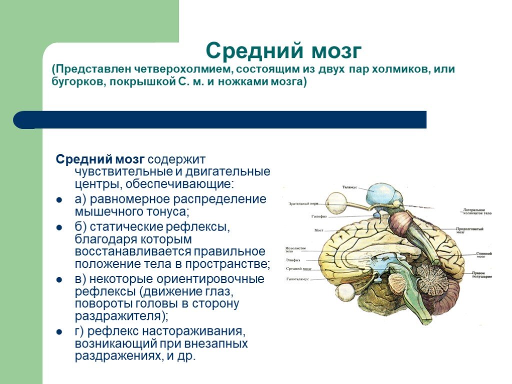 Строение среднего мозга в головном мозге