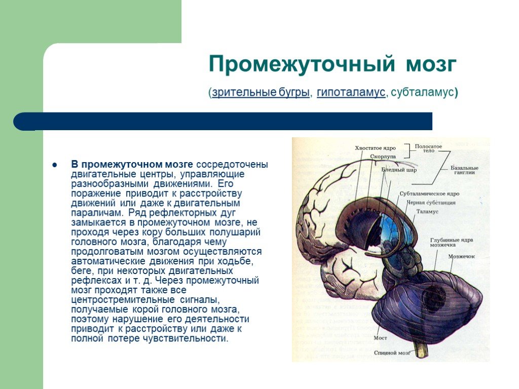 Рефлексы головного мозга является. Центры рефлексов промежуточного мозга. Рефлекторная функция головного мозга промежуточный. Промежуточный мозг рефлексы таблица. Промежуточный мозг рефлексы головного мозга.