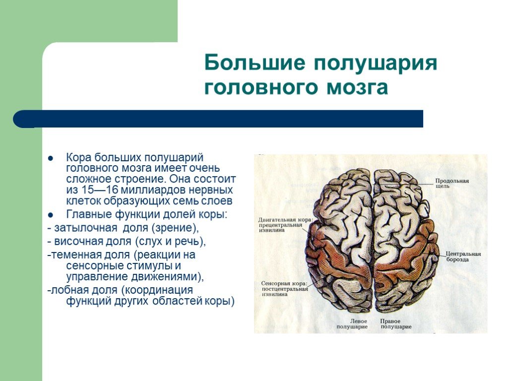 Большие полушария головного мозга функции и строение. Строение больших полушарий головного мозга. Строение и функции больших полушарий. Большие полушария головного мозга структура и функции.