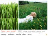 Почему трава зеленая? ОТВЕТ: потому что в каждой травинке есть химическое соединение – хлорофилл, маленькие зеленые шарики, благодаря хлорофиллу растения дышат и растут.