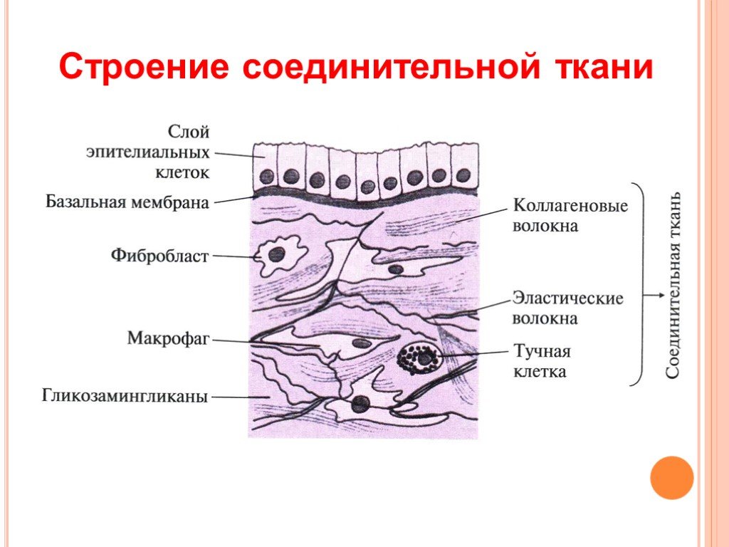 Какие органы входят в соединительную ткань