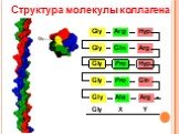 Структура молекулы коллагена