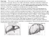 Кишечник. Постоянное воздействие алкоголя на стенку тонкого кишечника приводит к изменению структуры клеток, и они теряют способность полноценно всасывать питательные вещества и минеральные компоненты, что заканчивается истощением организма алкоголика. Болезни, связанные с неправильным питанием и ви