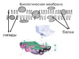 Биологическая мембрана. липиды белки