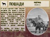 В состав советских войск входила резервная 28-я армия, в которой верблюды были тягловой силой для пушек. Она была сформирована во время Сталинградской битвы. Существенная нехватка лошадей и техники вынудила выловить и приручить почти 350 диких верблюдов. Большинство из них погибли в разных сражениях