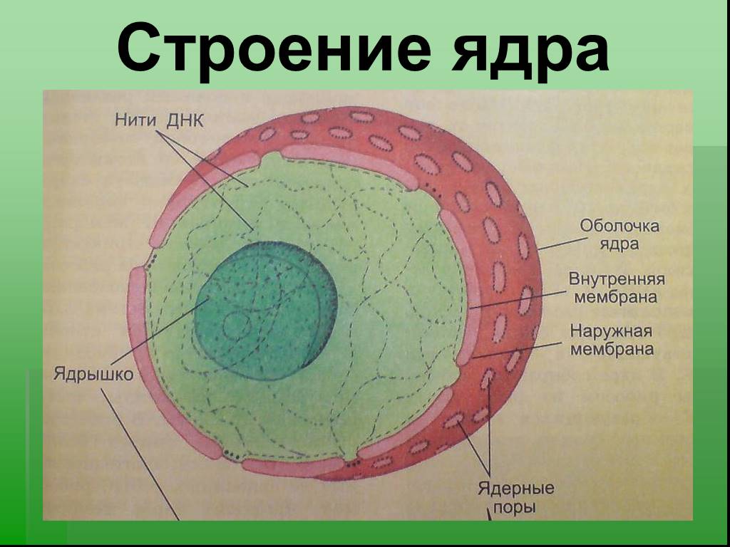 В какой части клетки расположено ядро. Строение ядра клетки рисунок. Строение ядра клетки биология 8 класс. Строение клеточного ядра рисунок. Ядро строение рисунок.
