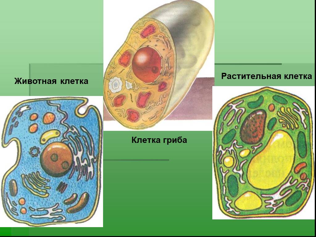 Клетки растительные животные бактериальные грибные. Клетка гриба клетка растения и клетка животного. Строение грибной клетки биология. Растительная клетка животная клетка грибная клетка. Строение клетки гриба.