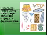 Цитология – (от греч. кytos – клетка), наука изучающая структуру и функции клетки.
