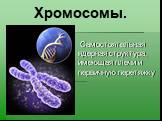 Хромосомы. Самостоятельная ядерная структура, имеющая плечи и первичную перетяжку