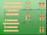 Схема изменений генов, участвующих в опухолевой деформации. а) изменения протоонкогенов б) изменения антионкогенов