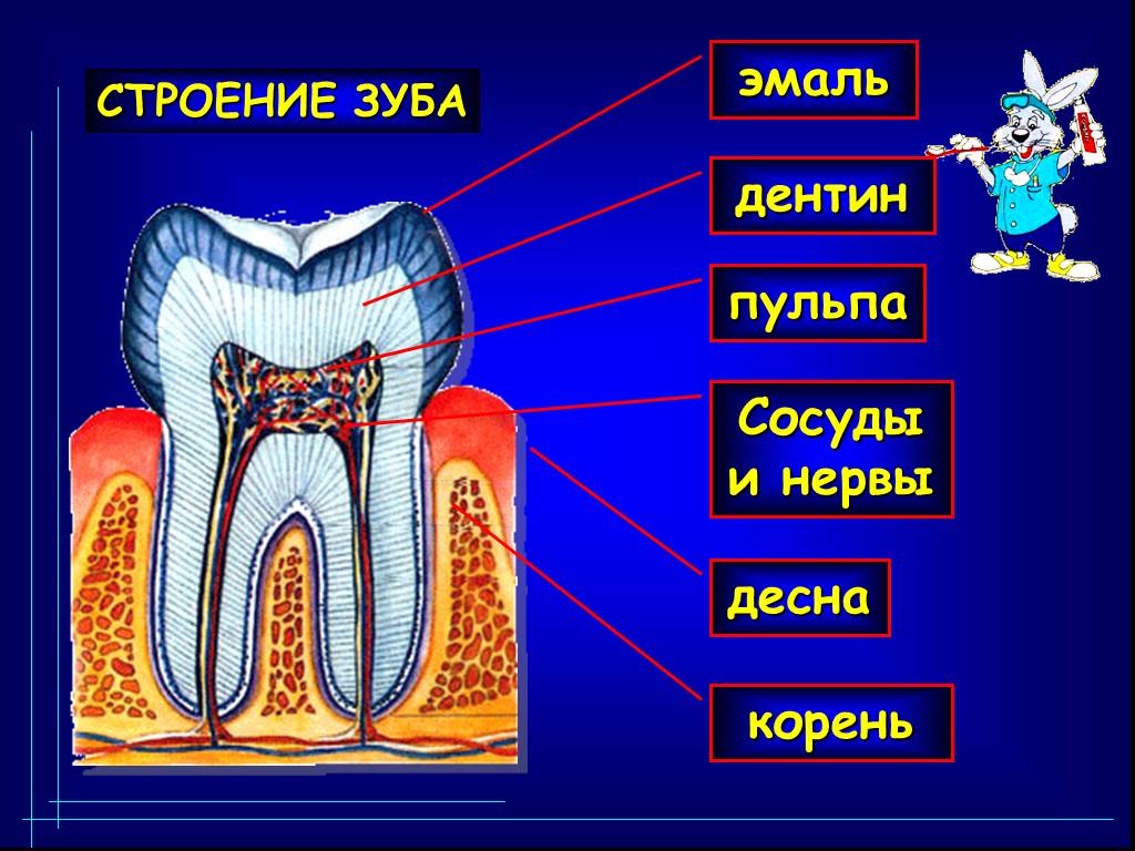 Строение зуба для детей. Строение зуба. Строение зуба человека для детей. Внутреннее строение зуба.