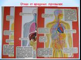 Отказ от вредных привычек