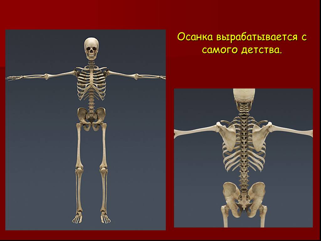 Впр скелета. Скелет человека. Опора тела. Опора тела и движение. Скелет опора человека.
