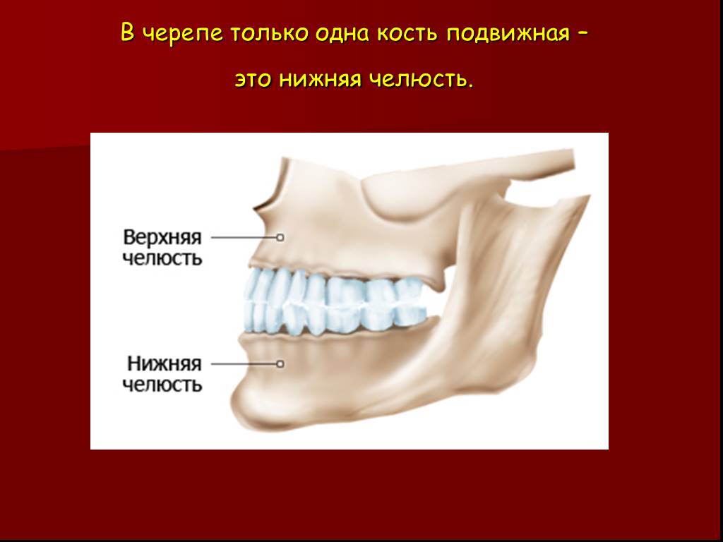 Нижняя челюсть с черепом подвижные. Нижняя челюсть подвижная. Нижняя челюсть кость. Верхняя челюсть анатомия. Подвижная верхняя челюсть.