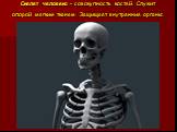 Скелет человека – совокупность костей. Служит опорой мягким тканям. Защищает внутренние органы.