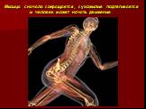 Мышца сначала сокращается, сухожилие подтягивается и человек может начать движение.