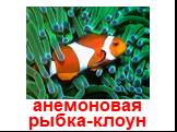 анемоновая рыбка-клоун
