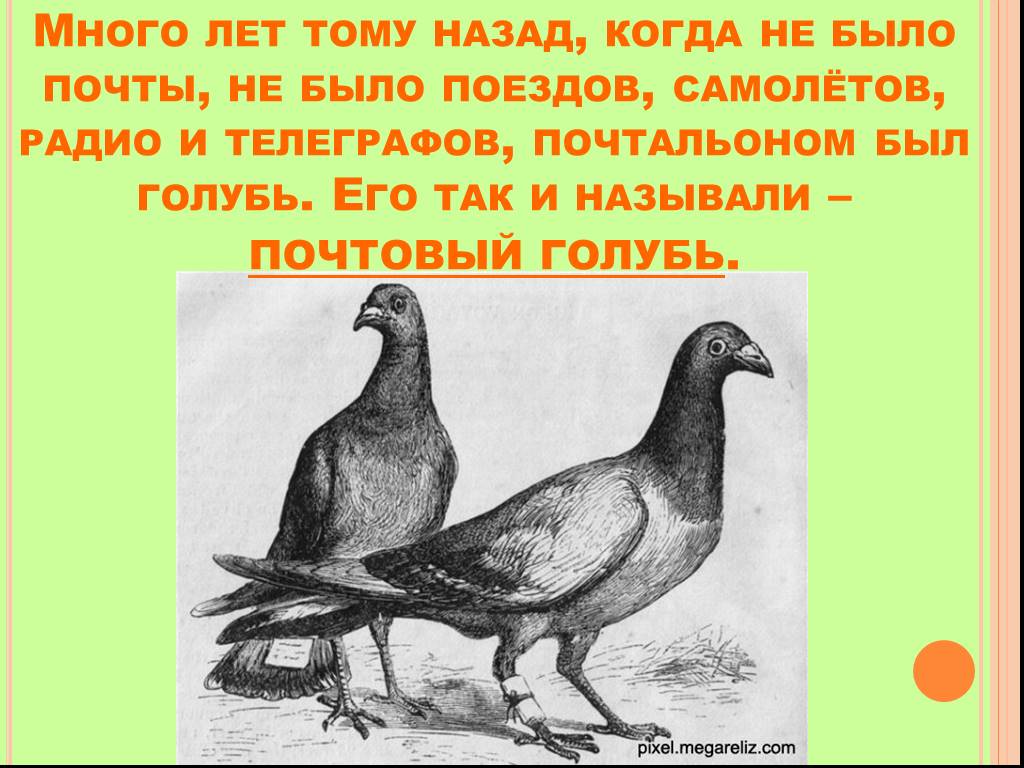 Голубь окружающий мир 1 класс. 1 Класс окружающий мир о голубе. Голубь проект по окружающему миру. Голубь окружающий мир 1 класс рисунок.