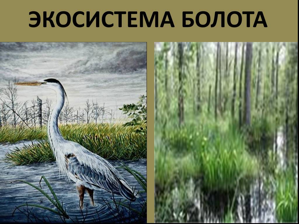 Болото является экосистемой. Экосистема болота. Биогеоценоз болота. Экосистема болота животные. Экосистема болота рисунок.