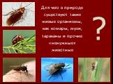 ? Для чего в природе существуют такие живые организмы, как комары, мухи, тараканы и прочие «ненужные» животные