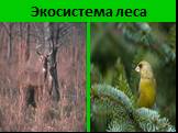 Экосистема леса