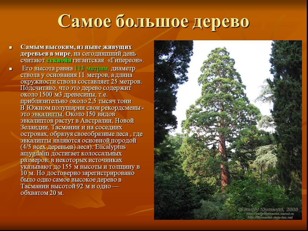 Также дерево является. Самое высокое дерево в мире сообщение. Сообщение о самых высоких деревьев. Сообщение о наиболее крупных и высоких деревьях планеты. Сообщение на тему самые высокие деревья.