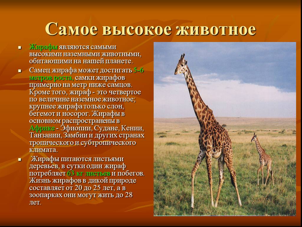 Доклад животные африки. Рассказ о жирафе. Сообщение про жирафа. Жираф доклад. Жираф описание для детей.