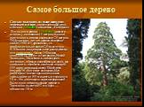 Самое большое дерево. Самым высоким, из ныне живущих деревьев в мире, на сегодняшний день считают секвойя гигантская «Гипереон». Его высота равна 113 метрам, диаметр ствола у основания 11 метров, а длина окружности ствола составляет 25 метров. Подсчитано, что это дерево содержит около 1500 м3 древес