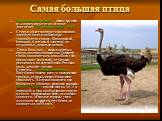 Самая большая птица. Африканский страус — самая крупная из современных птиц: его рост достигает 270 см; весит он до 175 кг. Страус имеет плотное телосложение, длинную шею и небольшую уплощённую голову. Клюв прямой, плоский, с роговым «когтем» на надклювье, довольно мягкий. Глаза большие — самые круп