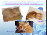 Также породы рыжих кошек могут быть представлены персидскими (включая и экзотических персов) и британскими котами (последними реже) и многими длинношерстными разновидностями. «Перс» «Экзот» «Британец»