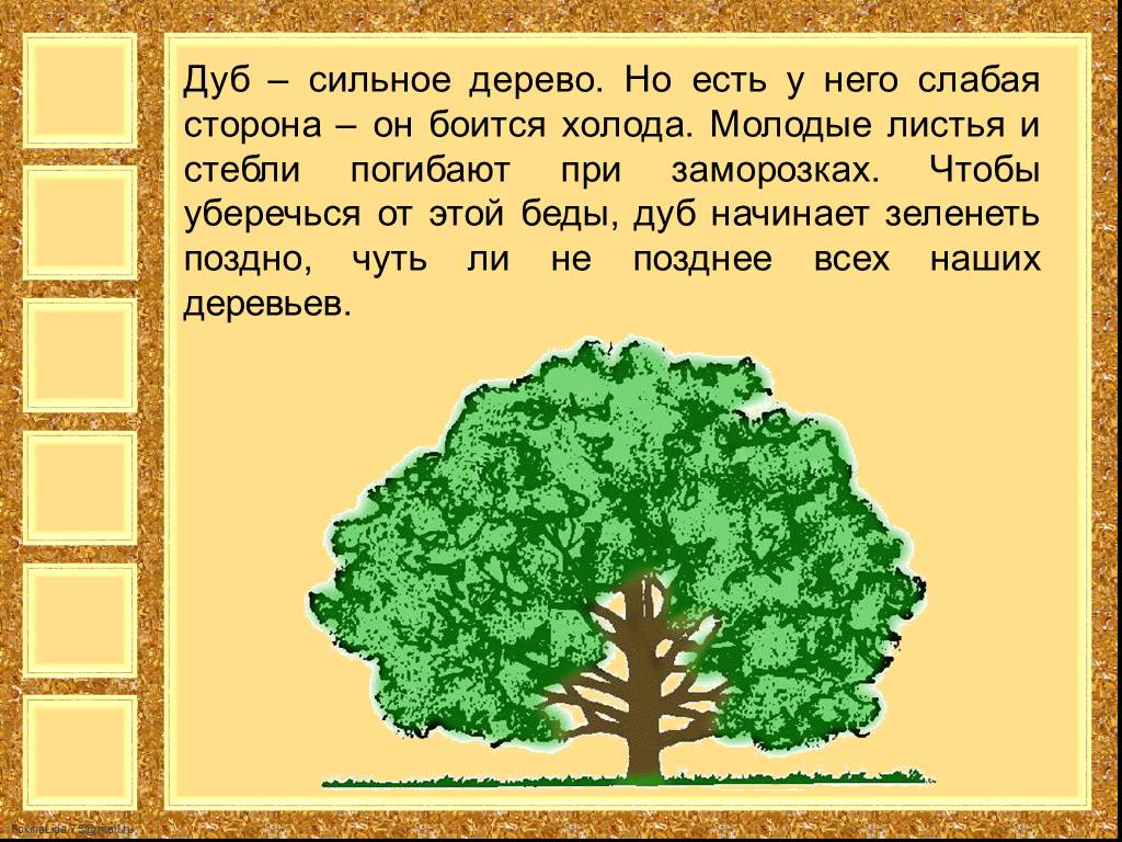 Дуб текст описание. Рассказ о дереве. Описание дуба. Дерево для презентации. Информация про дерево дуб для детей.
