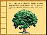 Дуб – могучее и сильное дерево, которое может прожить очень долго – 500 лет и более. Некоторые деревья доживают даже до 2 тысяч лет.