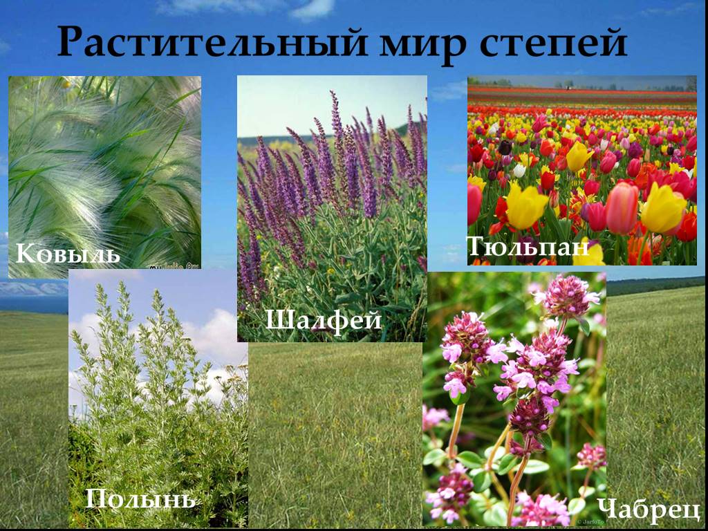 Растения степи 5 класс биология. Растительность степи. Растения степи. Растительность степи в России. Травы растущие в степи.
