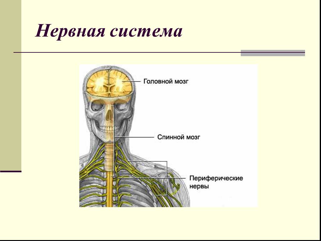 Окружающий мир 3 класс нервная система человека. Строение нервной системы человека. Нервная система человека анатомия. Рисунки на тему нервная система. Нервная система человека картинки.