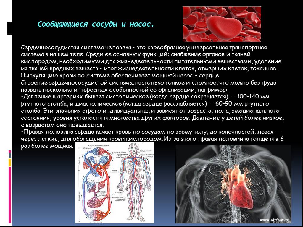 Половину сосуда. Сообщающиеся сосуды в теле человека. Сообщающиеся сосуды кровеносная система. Сообщающиеся сосуды люди. Физика и сердце человека.