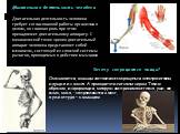 Двигательная деятельность человека. Двигательная деятельность человека требует согласованной работы организма в целом, но главная роль при этом принадлежит двигательному аппарату. С механической точки зрения двигательный аппарат человека представляет собой механизм, состоящий из сложной системы рыча