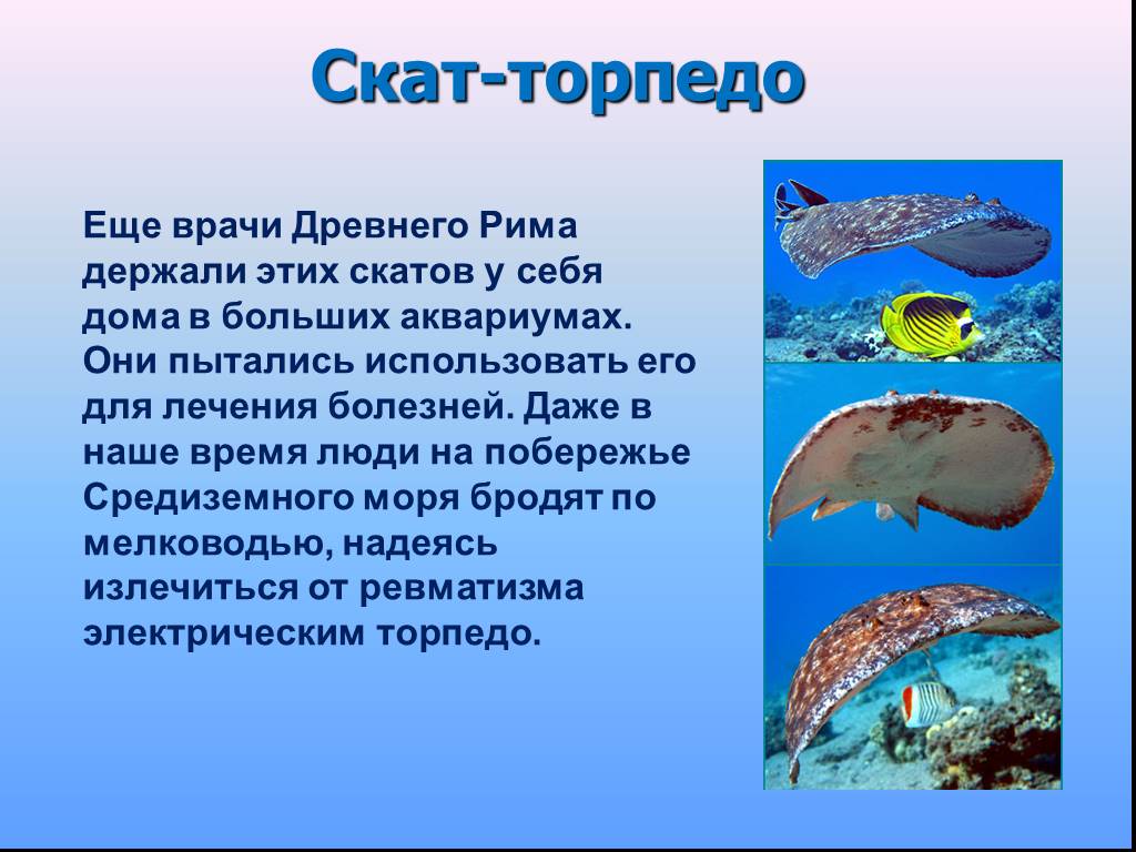 Определите какие организмы живут в аквариуме