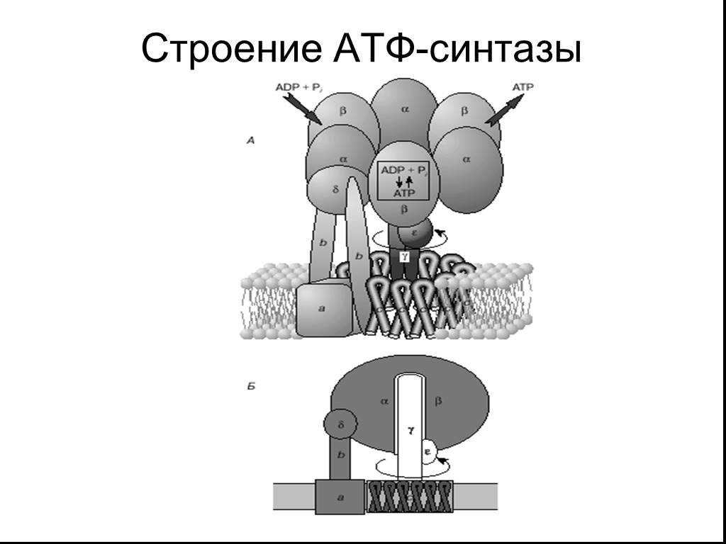 Строение атф синтазы. Схема строения АТФ синтазы. АТФ 1 синтаза. АТФ синтаза реакция. АТФ синтетаза функции.