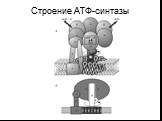 Строение АТФ-синтазы