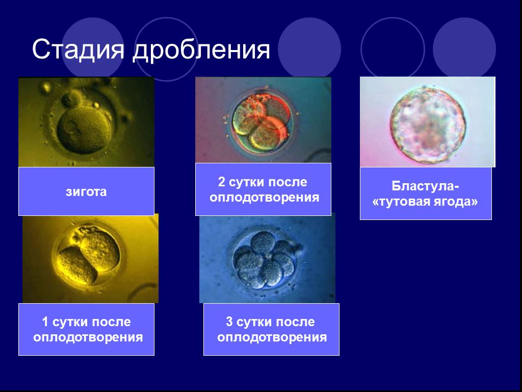 Индивидуальное развитие биология 9 класс. Этапы дробления зиготы. Стадии дробления зиготы. Стадии развития эмбриона зигота. Онтогенез дробление зиготы.