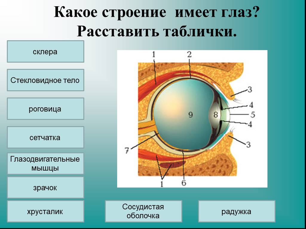 Глаз 8 класс. Строение стекловидного тела глаза. Зрительный анализатор строение и функции глаза. Строение склеры. Склера зрительный анализатор.