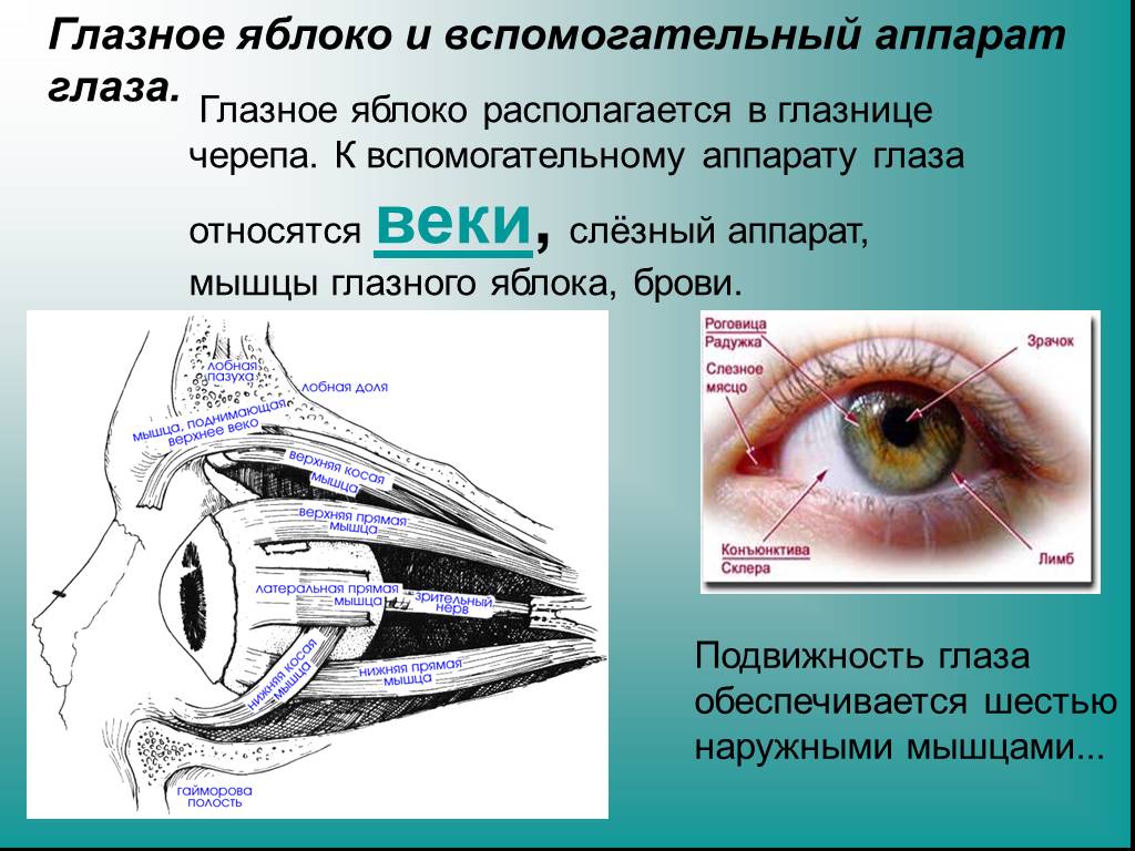 Вспомогательные строение глаза. Строение вспомогательного аппарата глаза схема. Зрительный анализатор вспомогательный аппарат глаза. Глазное яблоко и вспомогательный аппарат глаза. Орган зрения глазное яблоко вспомогательный аппарат анатомия.