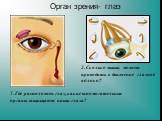 1.Где расположен глаз, какие вспомогательные органы защищают наши глаза? 2. Сколько мышц может приводить в движение глазное яблоко? Орган зрения- глаз