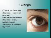 Склера. Скле́ра — белковая оболочка - наружная плотная соединительнотканная оболочка глаза, выполняющая защитную и опорную функцию.