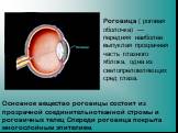 Основное вещество роговицы состоит из прозрачной соединительнотканной стромы и роговичных телец Спереди роговица покрыта многослойным эпителием. Рогови́ца ( роговая оболочка) — передняя наиболее выпуклая прозрачная часть глазного яблока, одна из светопреломляющих сред глаза.
