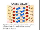 Строение ДНК. В ДНК входят: нуклеотиды (аденин, тимин, гуанин, цитозин); углевод – дезоксирибоза и остатки фосфорной кислоты