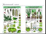 Систематика высших растений Слайд: 23